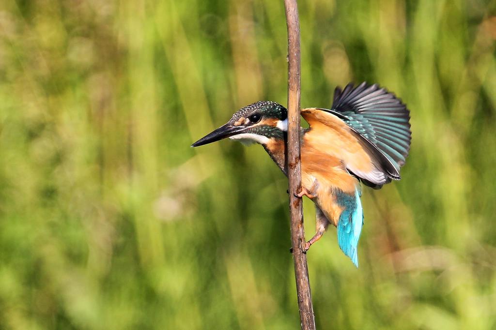 カワセミ幼鳥の変わった留まり方_b0024798_4541556.jpg