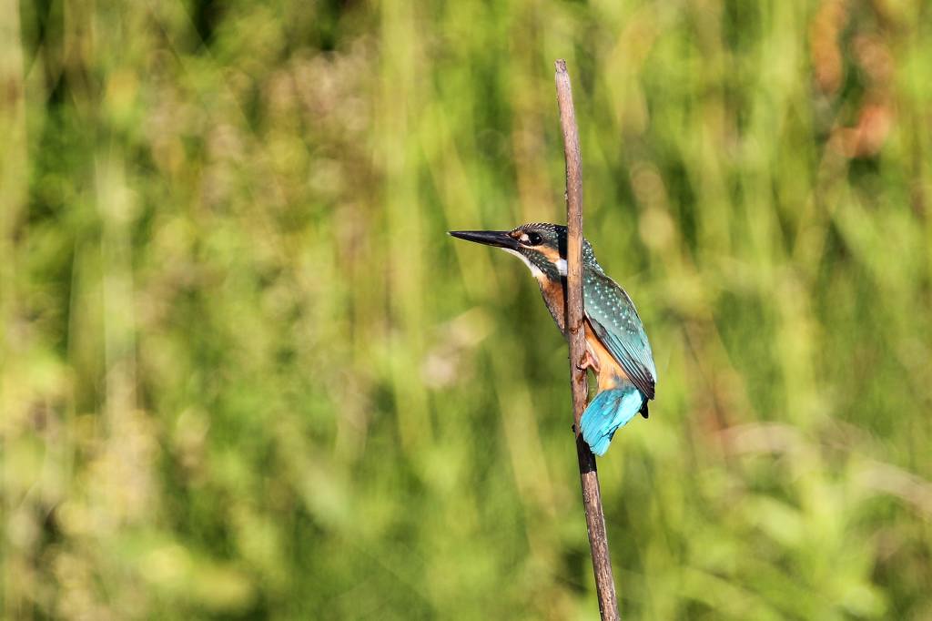 カワセミ幼鳥の変わった留まり方_b0024798_454247.jpg