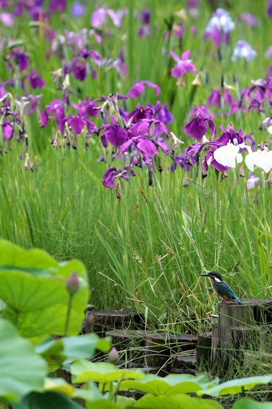 カワセミ幼鳥の変わった留まり方_b0024798_454407.jpg