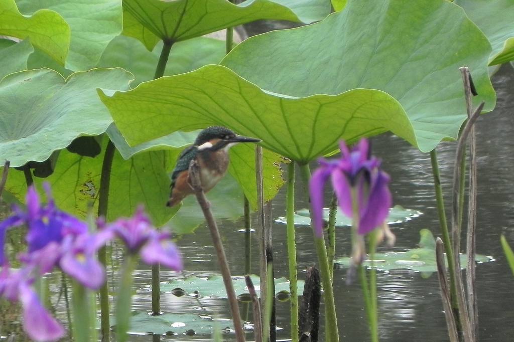 カワセミ幼鳥の変わった留まり方_b0024798_4553075.jpg