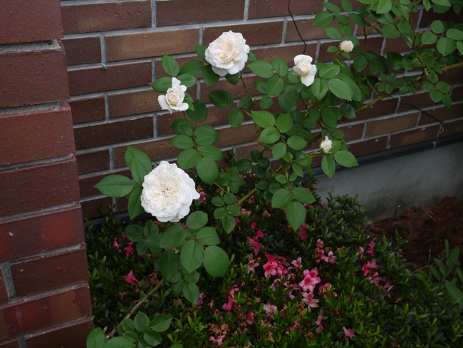 e0163202_19324052.jpg