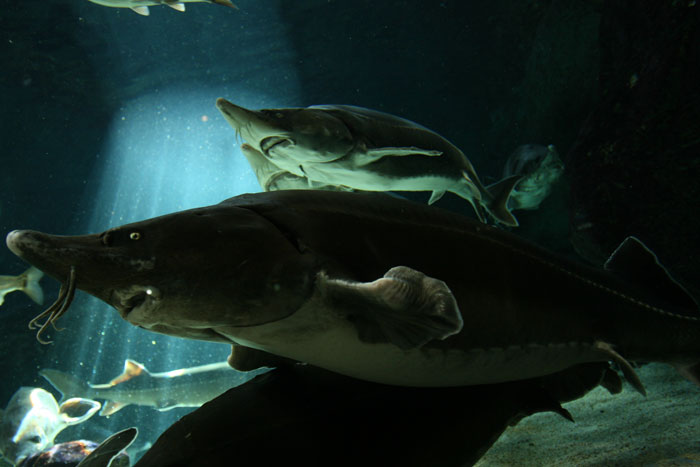 ベステルチョウザメ 水族館ふりーく