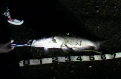 c0165803_232497.jpg