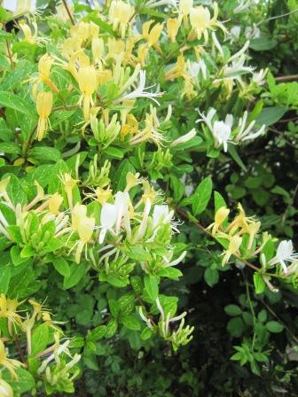 ハニーサックルゴールデンの花 農場長のぼやき日記 ハニーサックルゴールデンの花 農場長のぼやき日記