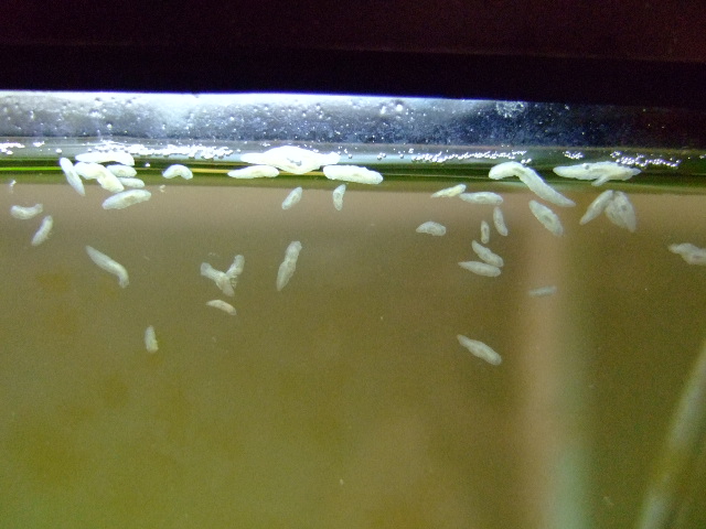 f0152308_20163438.jpg