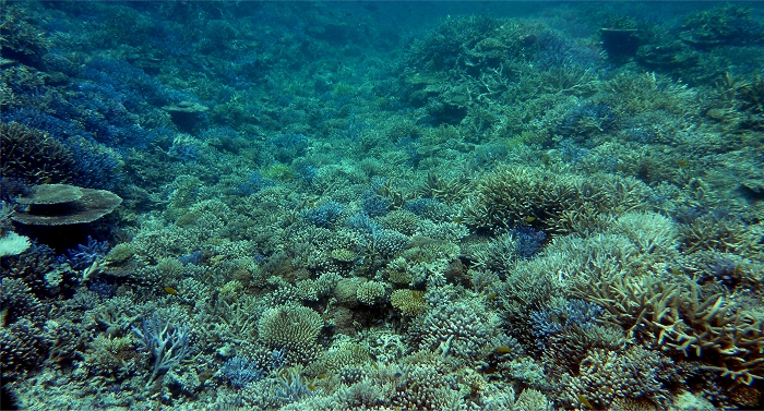 八重山諸島に行ってきました。　番外編２　6月14日　バラス島　静止画 珊瑚編_d0118616_22442457.jpg