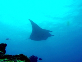 温い海_a0043520_025345.jpg