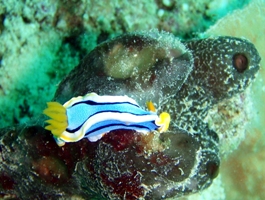 温い海_a0043520_0272771.jpg
