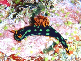温い海_a0043520_0301052.jpg