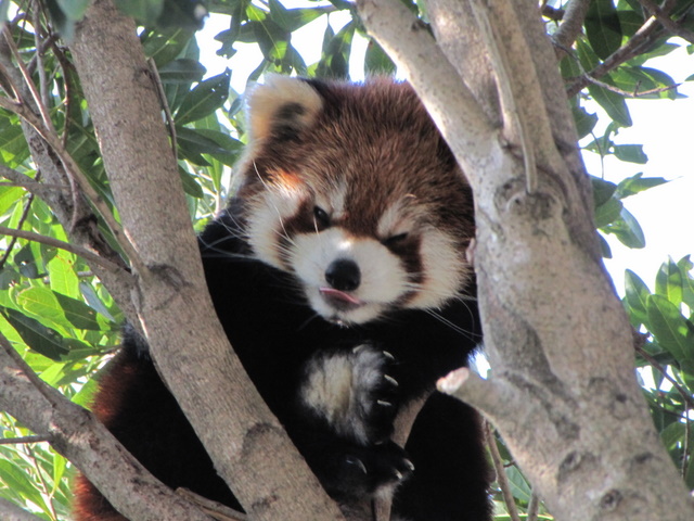 2009年冬休み！レッサーパンダ詣で！大牟田市動物園編_f0221023_1305728.jpg