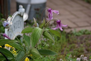 f0170524_1134050.jpg