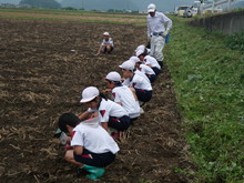 南中山小3年生の子供たちが大豆の種まきをしました_e0061225_147080.jpg
