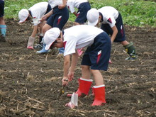 南中山小3年生の子供たちが大豆の種まきをしました_e0061225_1484010.jpg