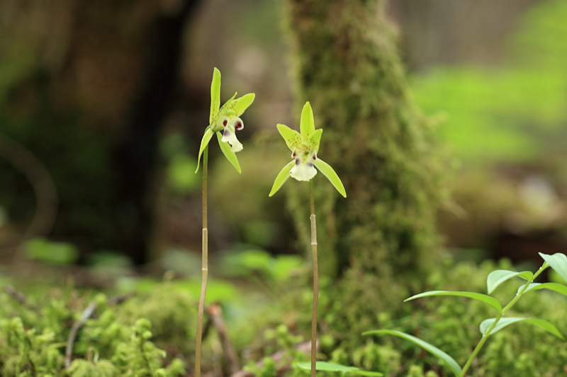 登山道の花_e0025930_2210420.jpg