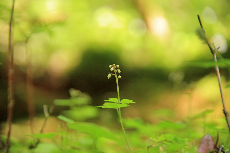 登山道の花_e0025930_2214288.jpg