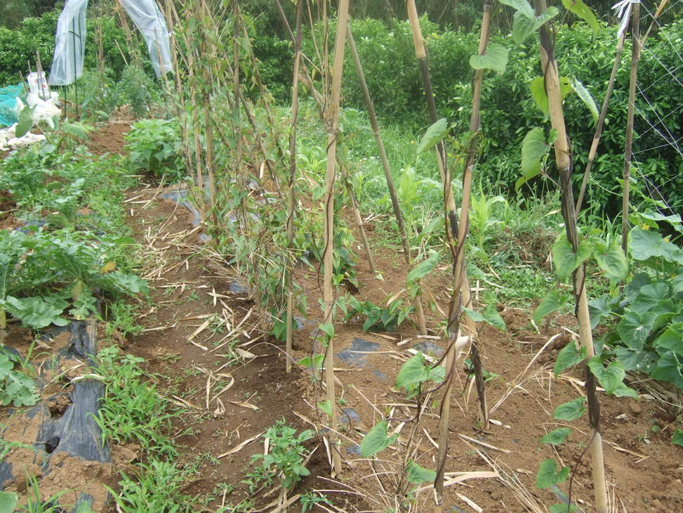 梅雨です。.....野菜たちの現況は？？？？_b0137932_1945770.jpg