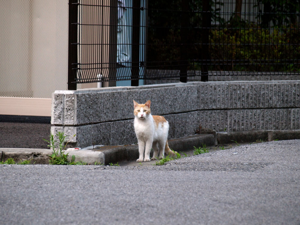 旅路で会った猫達 by SH0T_b0142435_20425489.jpg