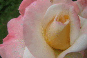 f0225735_15335820.gif