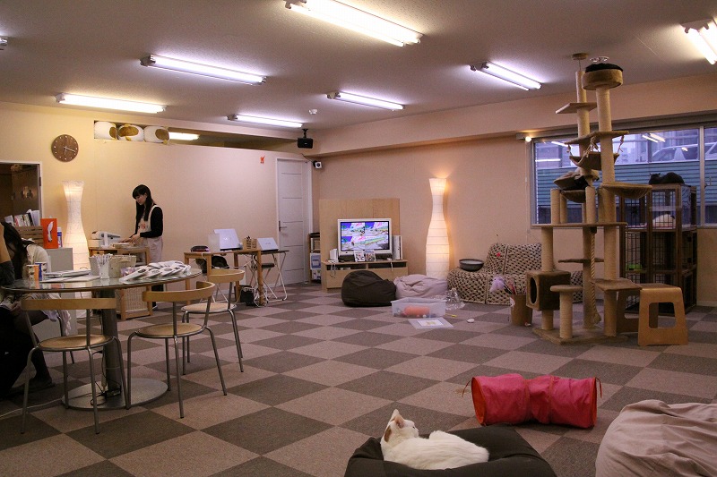 池袋「Cat Cafe ねころび」_d0167436_1554850.jpg