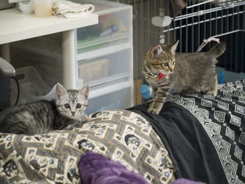 仔猫達その後_e0058443_141546100.jpg