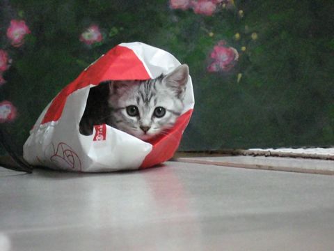 仔猫達その後_e0058443_14294729.jpg