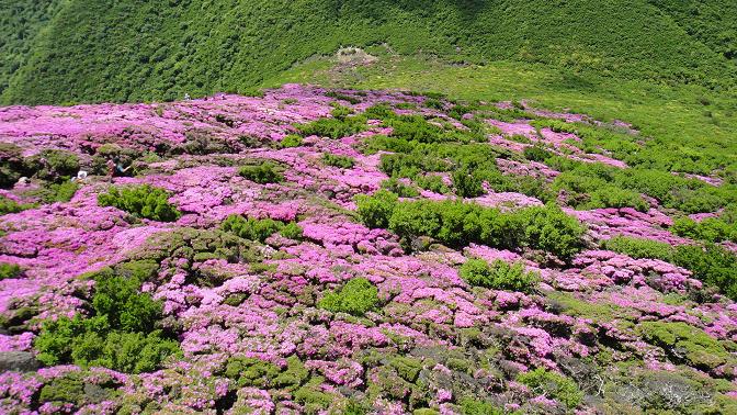 平治岳へ（満開のミヤマキリシマ！！）_e0164643_12594274.jpg