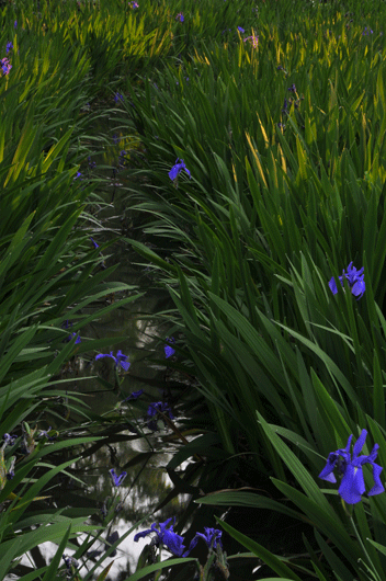 c0093046_14445317.gif