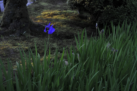 c0093046_1445999.gif
