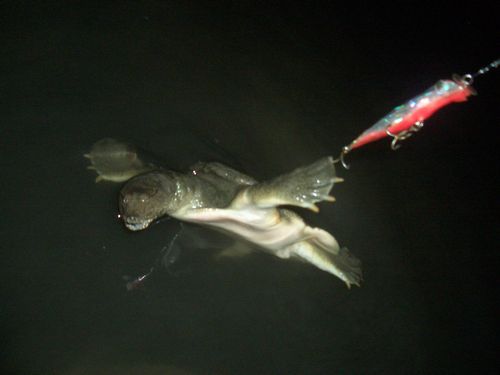 初 単独ウナギ夜釣り 荒川土手でシーバスを釣ってみようと思ふ