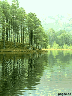 a0063364_0302265.gif