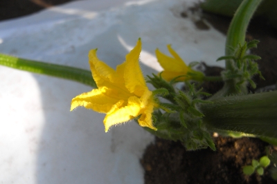 ブロッコリー収穫 キャベツもうすぐ キュウリ開花 花豆発芽 キシノウエンの 今日のてしごと