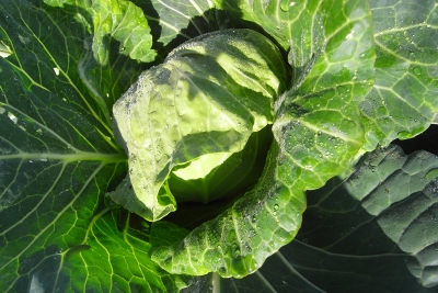 ブロッコリー収穫 キャベツもうすぐ キュウリ開花 花豆発芽 キシノウエンの 今日のてしごと ブロッコリー収穫 キャベツもうすぐ キュウリ開花 花豆発芽 キシノウエンの 今日のてしごと