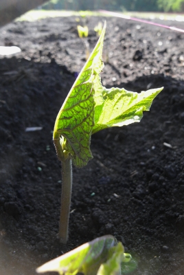 ブロッコリー収穫 キャベツもうすぐ キュウリ開花 花豆発芽 キシノウエンの 今日のてしごと ブロッコリー収穫 キャベツもうすぐ キュウリ開花 花豆発芽 キシノウエンの 今日のてしごと