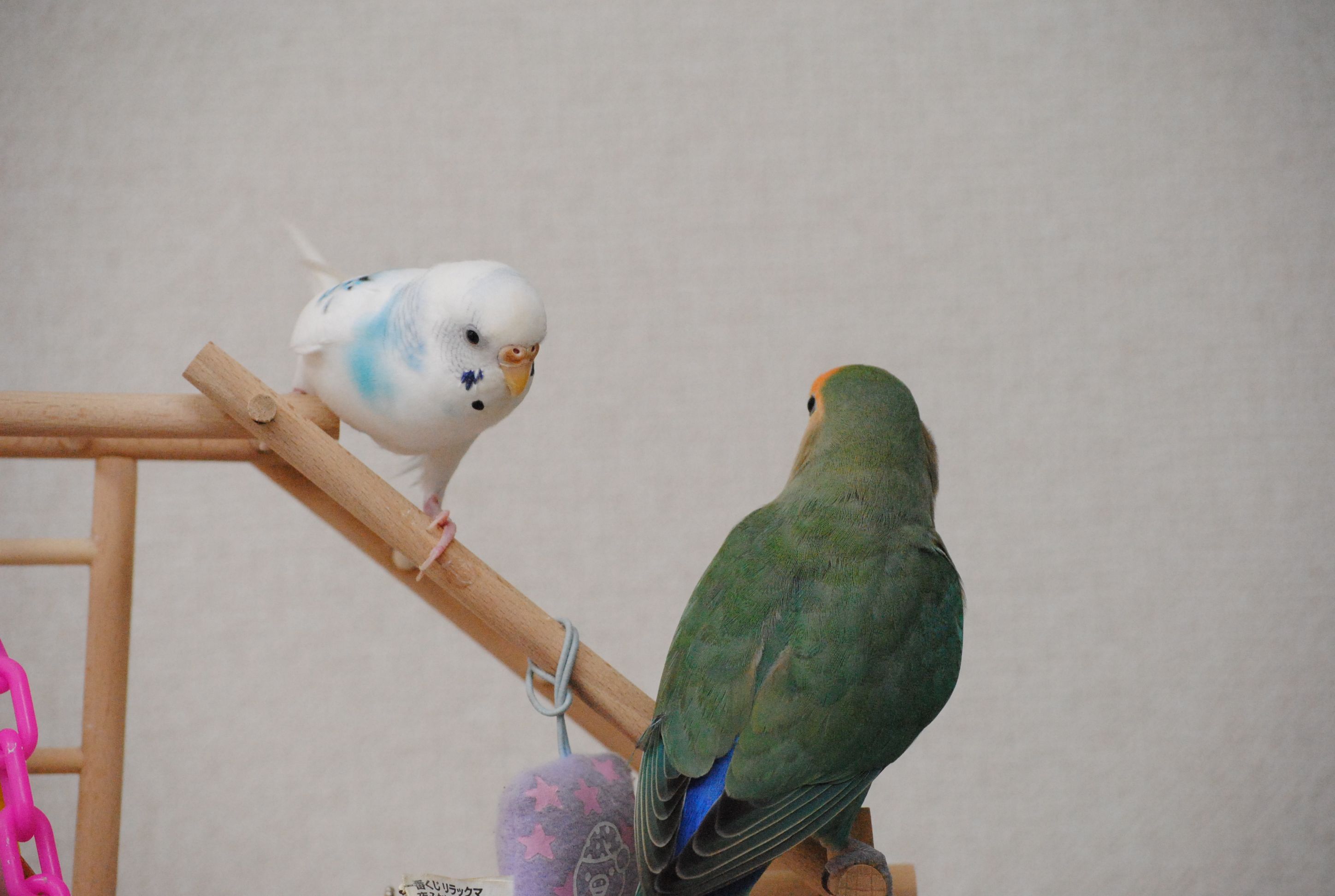 コザクラインコとセキセイインコ 花 鳥 風 月 小桜インコ セキセイインコ コザクラインコとセキセイインコ 花 鳥 風 月 小桜インコ セキセイインコ