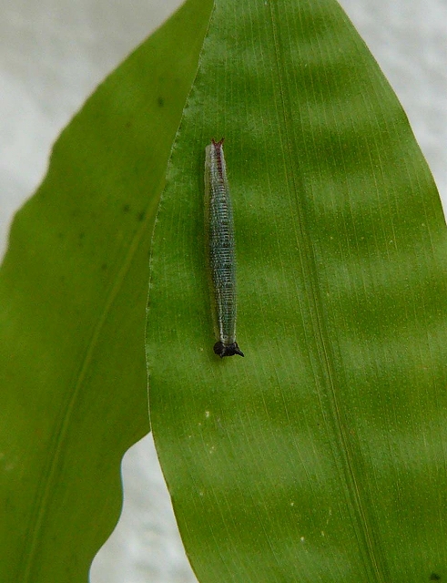 d0019074_65021.jpg