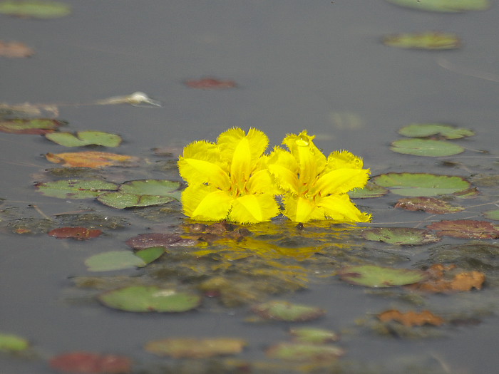 阿佐佐の花_a0096177_724331.jpg