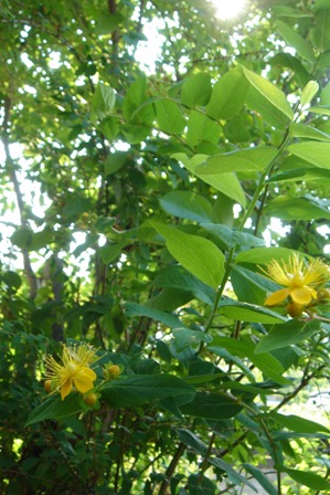 c0135480_0392723.jpg