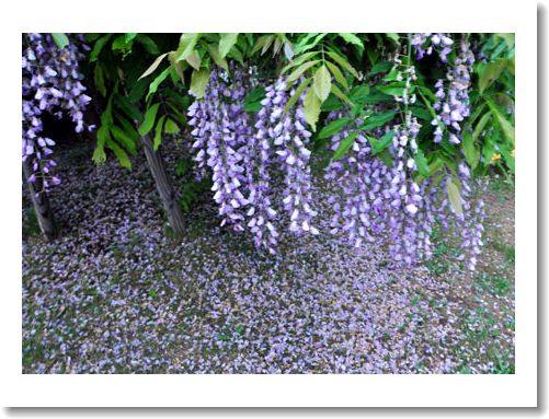 咲きこぼれる藤の花 四季の風 咲きこぼれる藤の花 四季の風