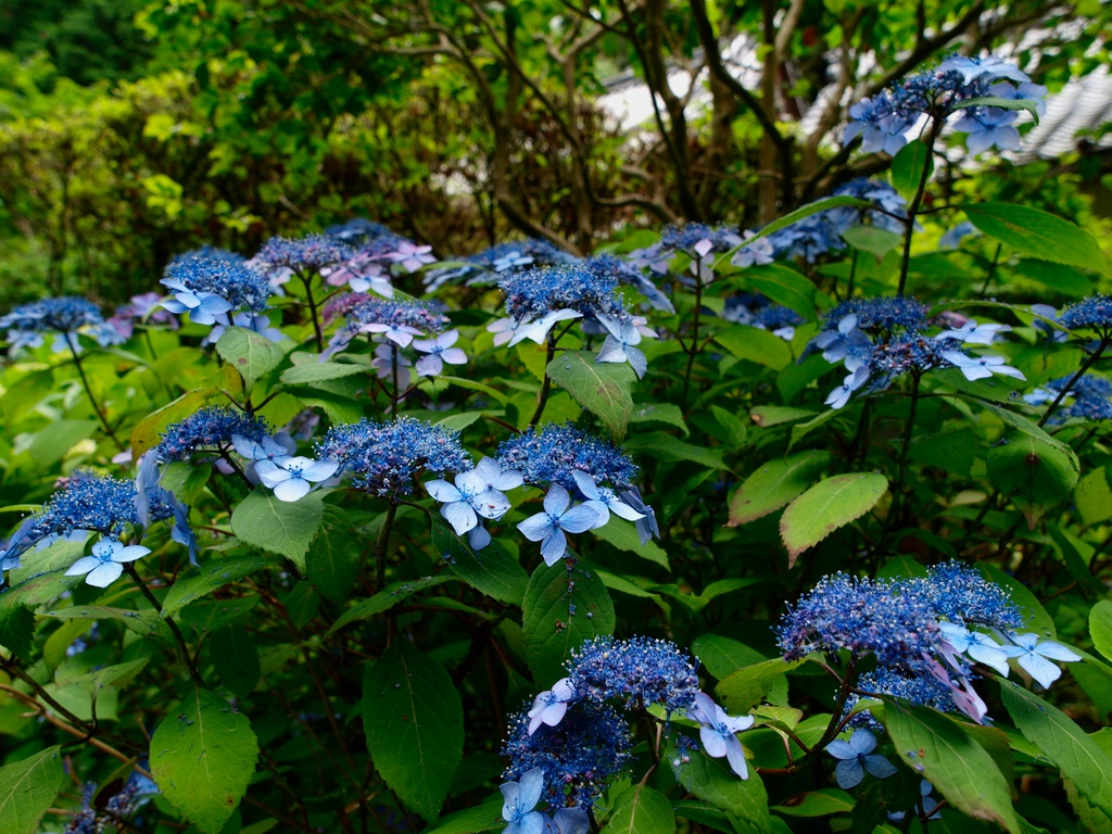 b0138101_21214678.jpg