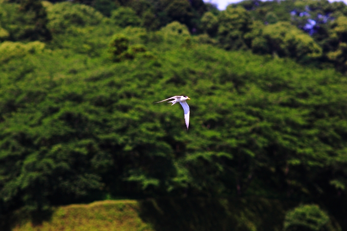 蓮華寺池にコアジサシがやってきた。_f0072008_0112584.jpg