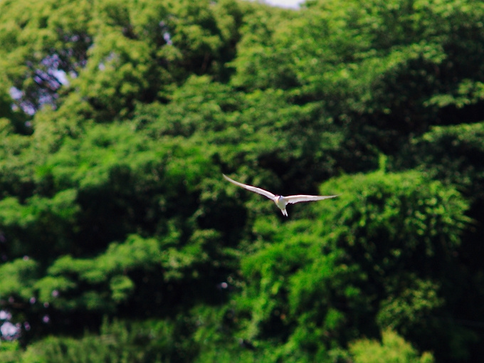 蓮華寺池にコアジサシがやってきた。_f0072008_011496.jpg