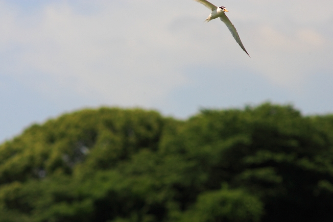 蓮華寺池にコアジサシがやってきた。_f0072008_0121392.jpg