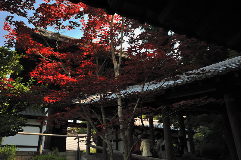 緑萌ゆる頃・東福寺編 其の二_f0032011_1913559.jpg