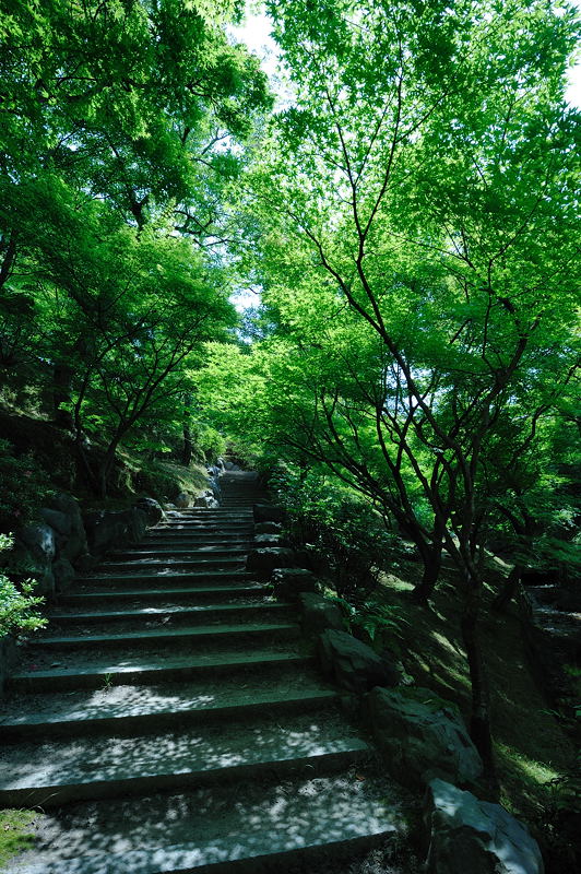 緑萌ゆる頃・東福寺編 其の二_f0032011_1921652.jpg