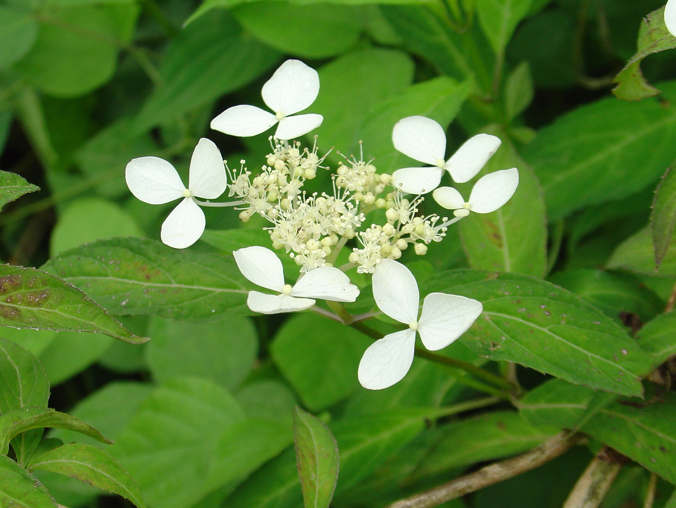 天城甘茶 アマギアマチャ の花 椿壽菴だより 天城甘茶 アマギアマチャ の花 椿壽菴だより
