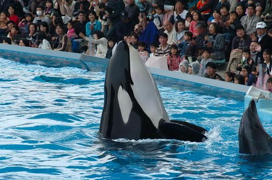 名古屋港水族館 シャチ 晴ときどき雨