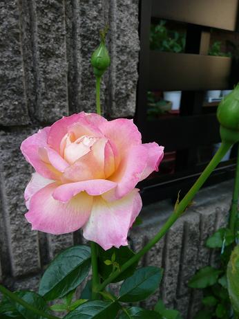 a0050728_1065252.jpg