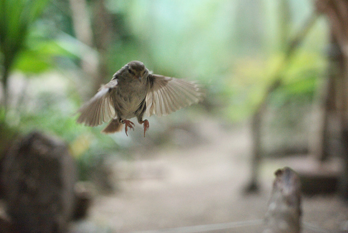 上野で鳥撮り　１０_a0091329_20532761.jpg