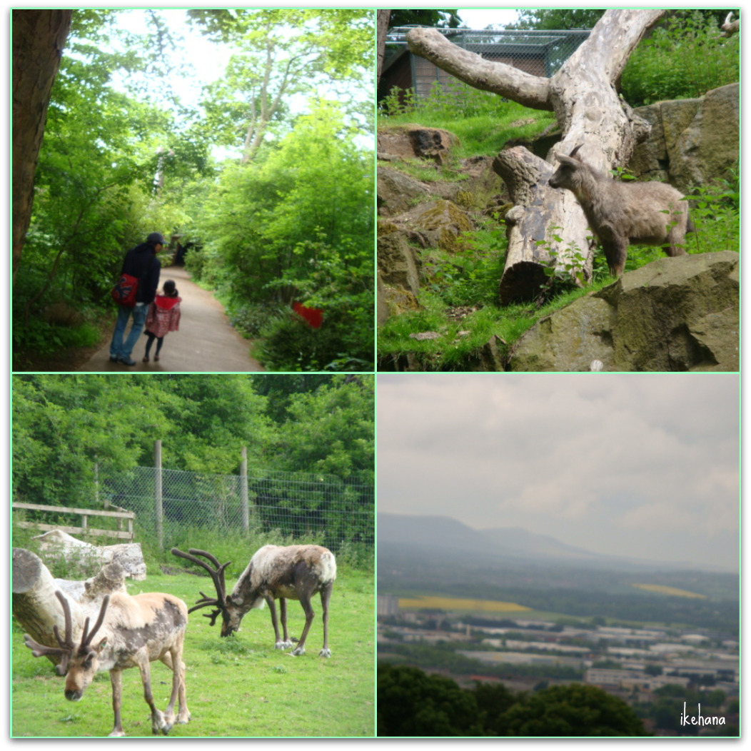 St.Andrews　と Edinburgh Zoo_c0163436_4491277.jpg