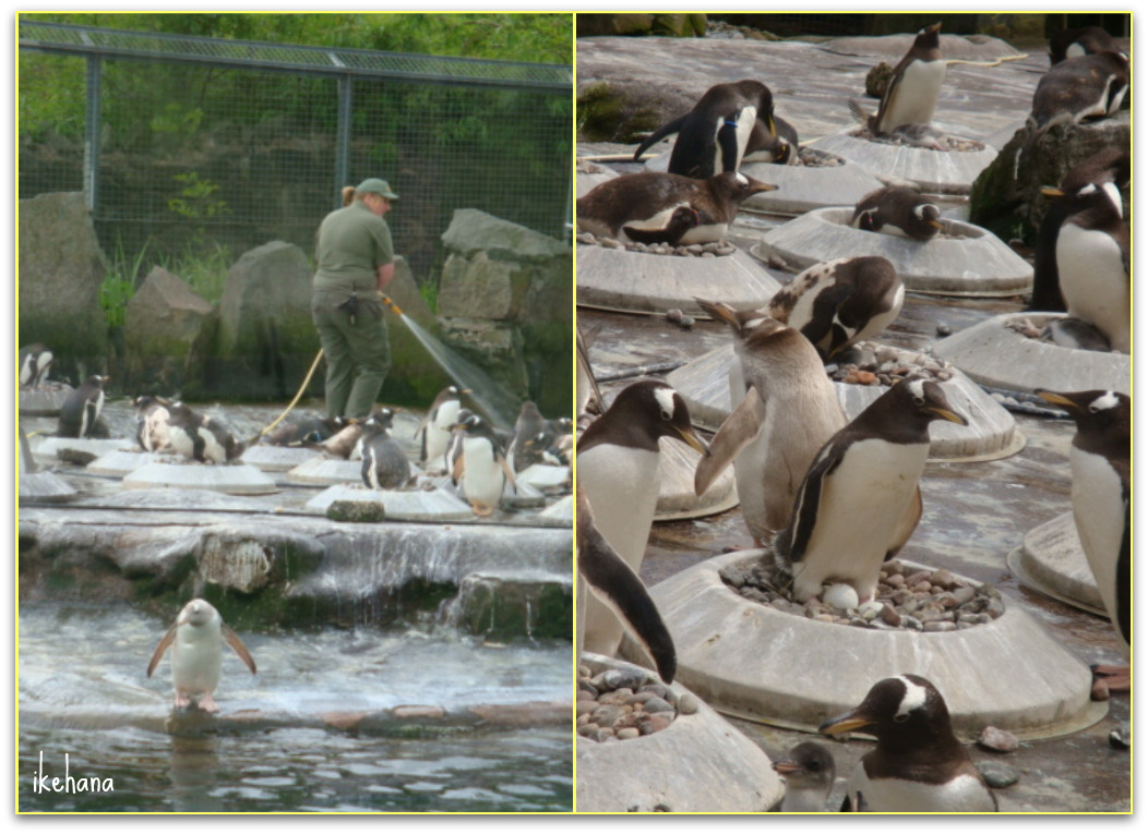 St.Andrews　と Edinburgh Zoo_c0163436_4501978.jpg